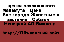 щенки аляскинского маламута › Цена ­ 20 000 - Все города Животные и растения » Собаки   . Ненецкий АО,Вижас д.